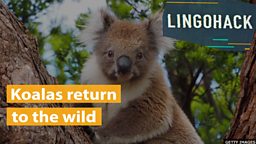 Koalas return to the wild