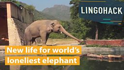 New life for world’s loneliest elephant