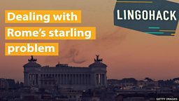 Dealing with Rome’s starling problem