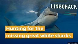 Hunting for the missing great white sharks