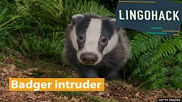 Badger intruder