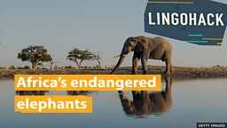 Africa’s endangered elephants