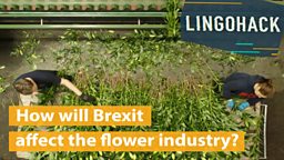 How will Brexit affect the flower industry?