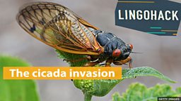 The cicada invasion