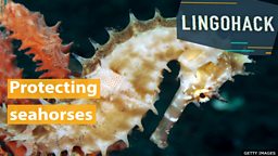 Protecting seahorses
