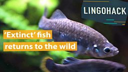 ‘Extinct’ fish returns to the wild