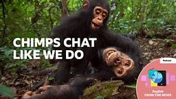 Chimps chat like we do