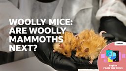 Woolly mice: Are woolly mammoths next?