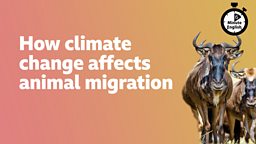 How climate change affects animal migration