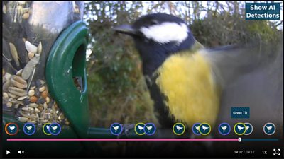 Great Tit on the feeder