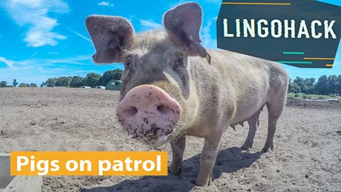 Pigs on patrol