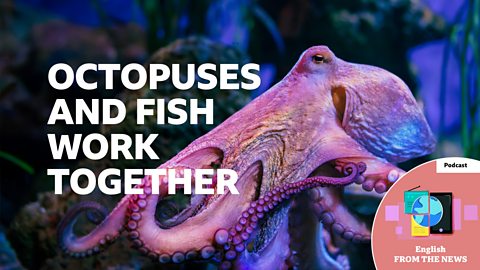 Octopuses and fish work together