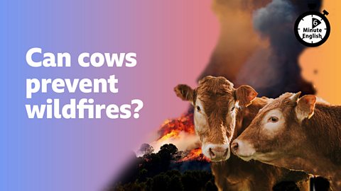 Can cows prevent wildfires?