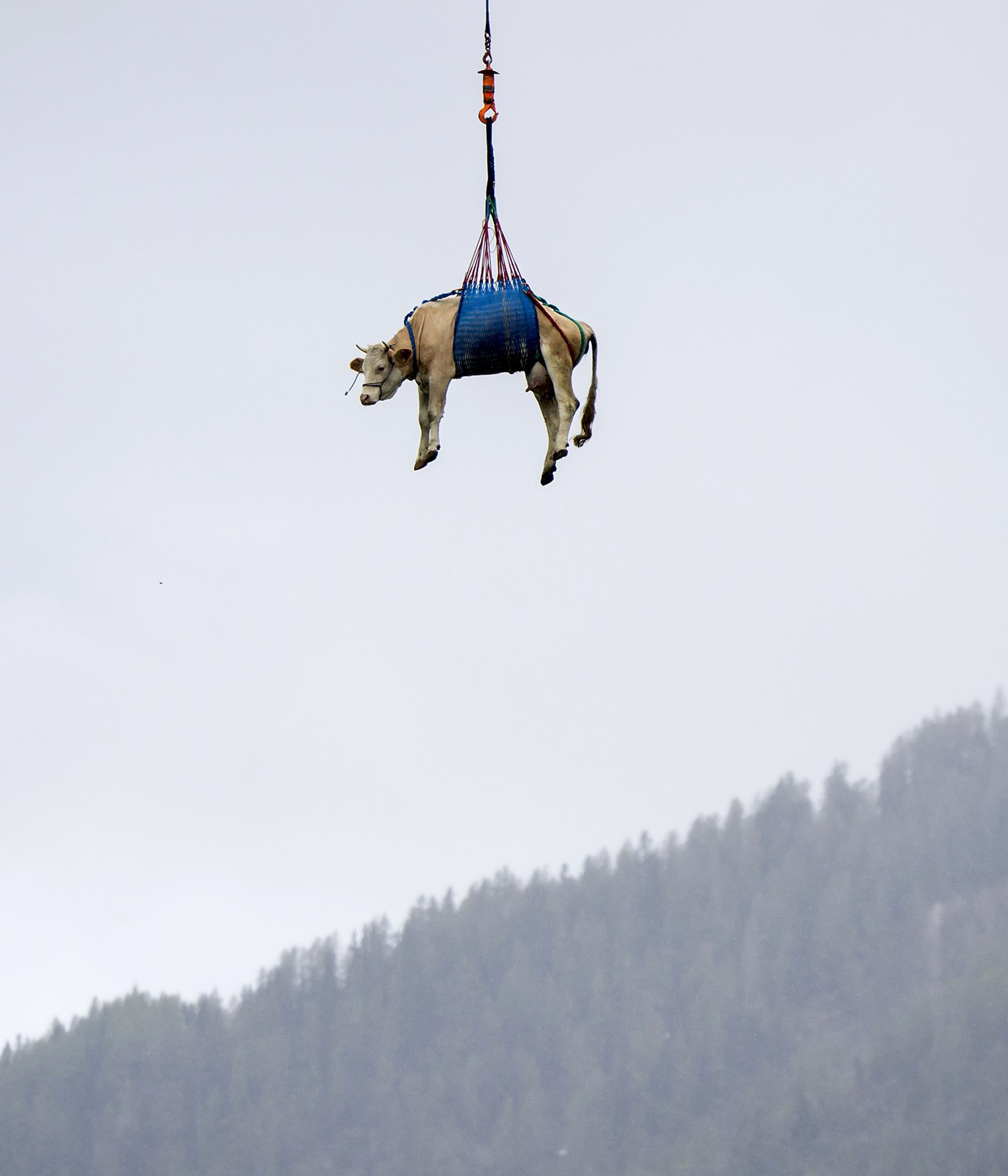 A cow is airlifted from the village of Blatten