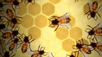 Honey bees